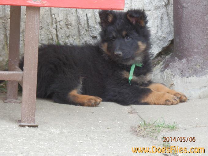 Dog Photo