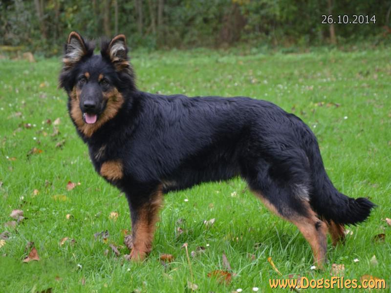 Dog Photo