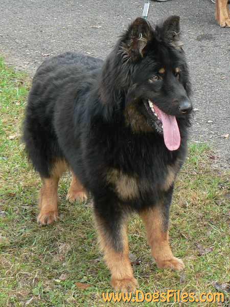 Dog Photo
