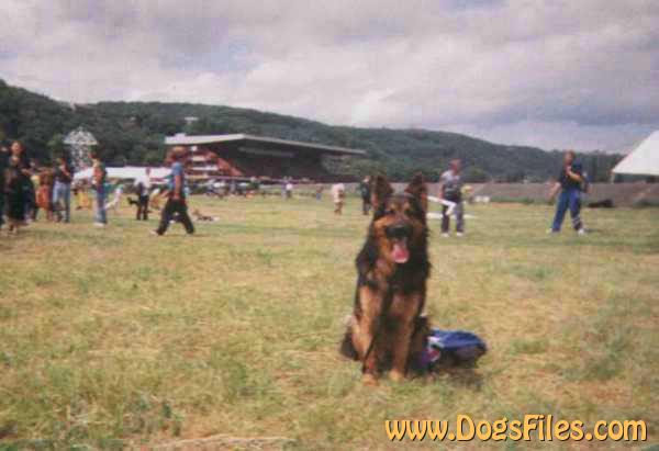 Dog Photo