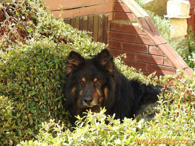 Dog Photo
