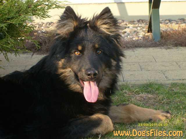 Dog Photo