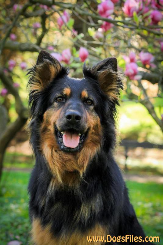 Dog Photo