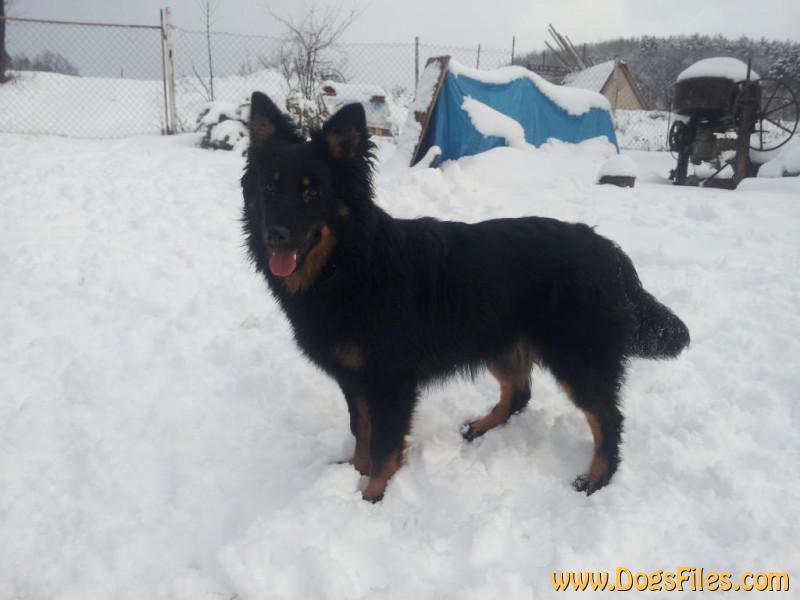 Dog Photo