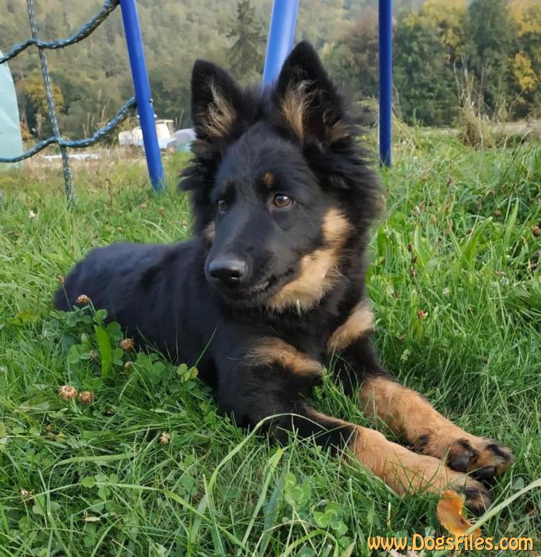 Dog Photo