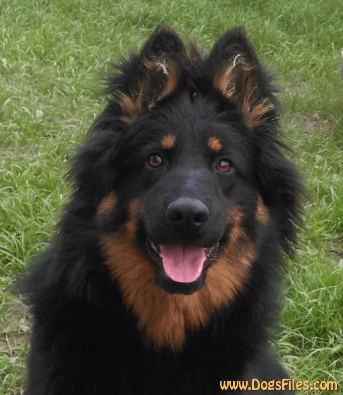 Dog Photo