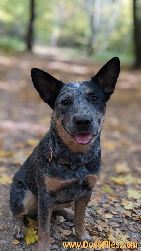 Dog Photo