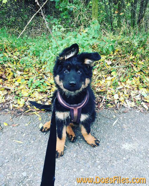 Dog Photo