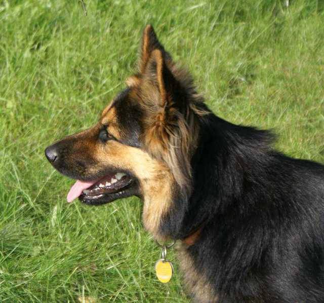Dog Photo