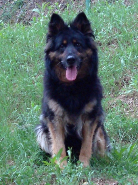 Dog Photo