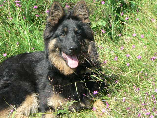 Dog Photo