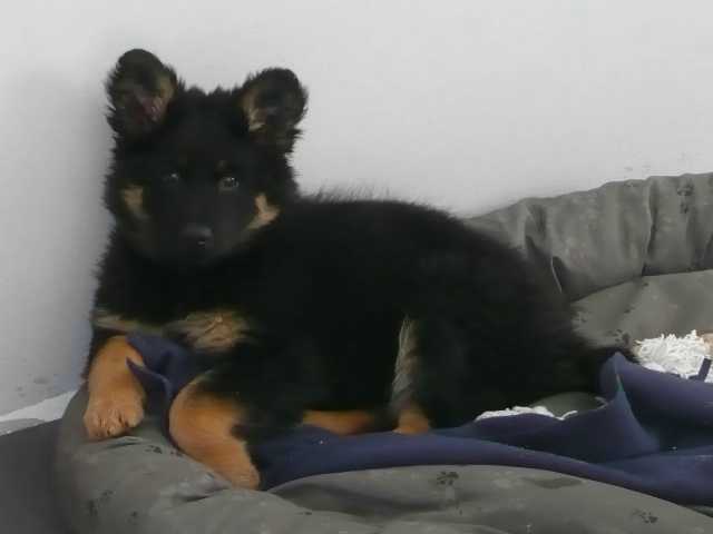 Dog Photo