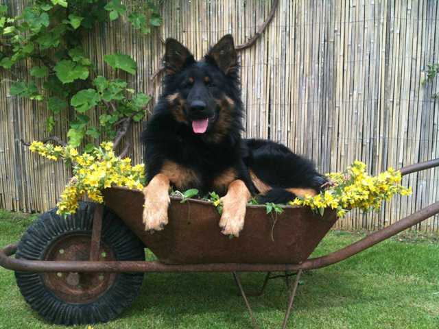 Dog Photo