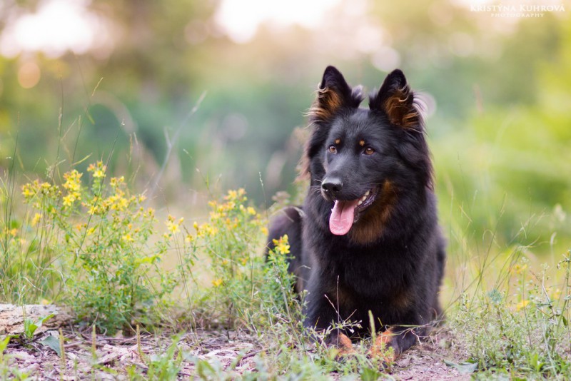Dog Photo