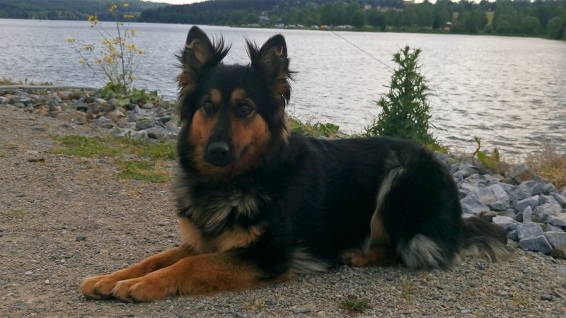 Dog Photo