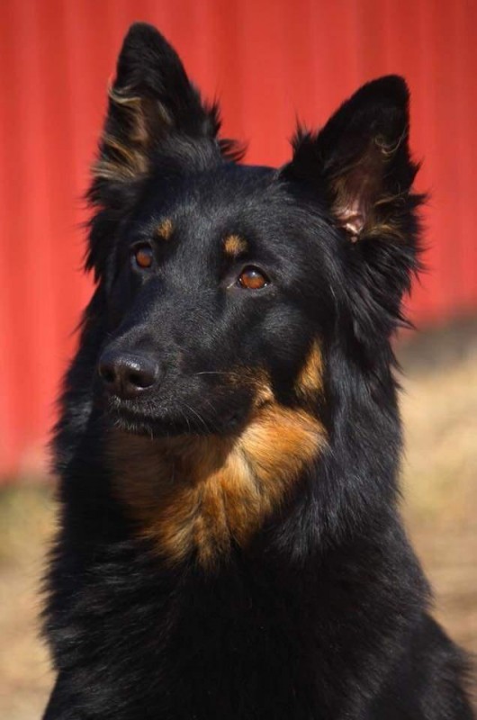 Dog Photo
