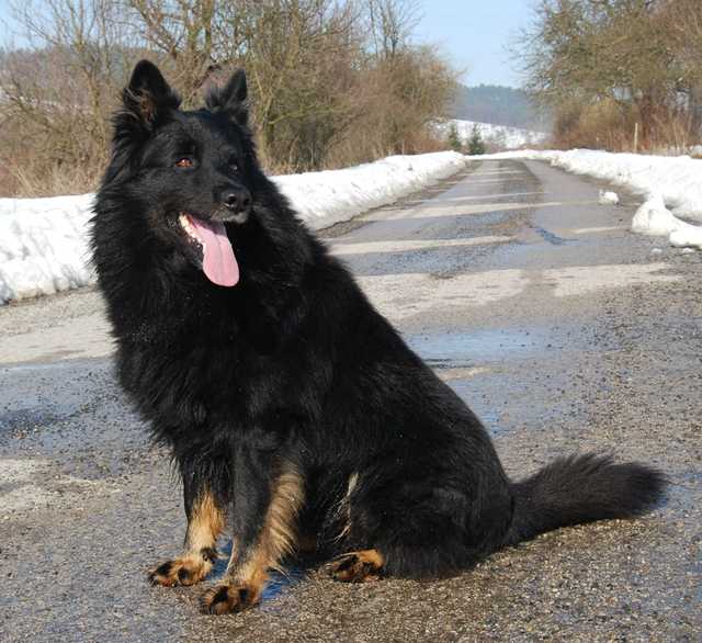 Dog Photo