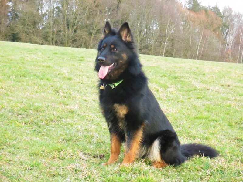 Dog Photo