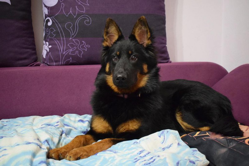 Dog Photo