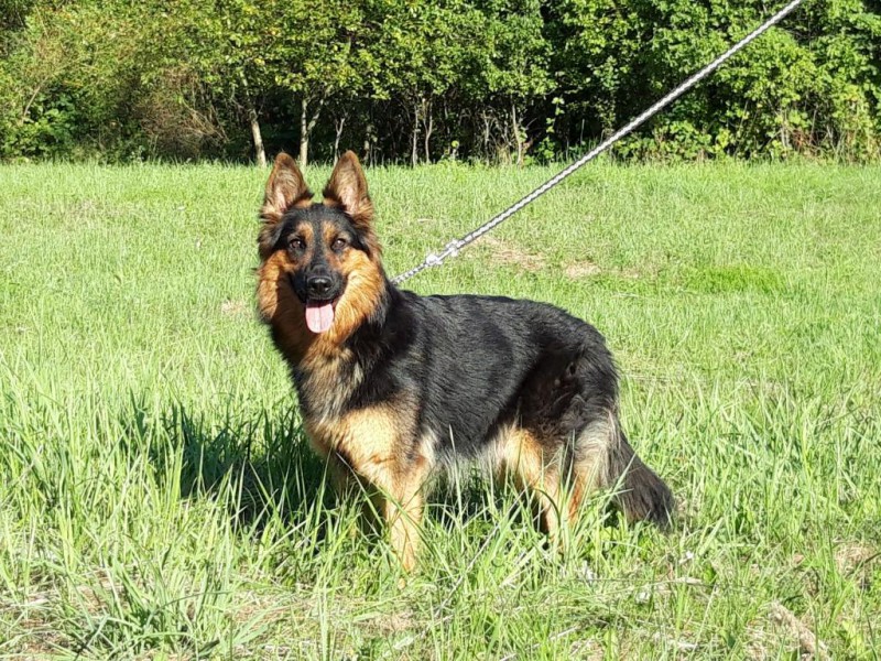 Dog Photo