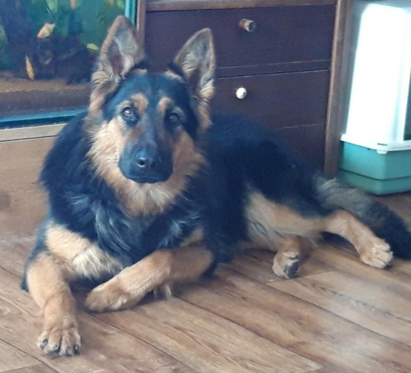 Dog Photo