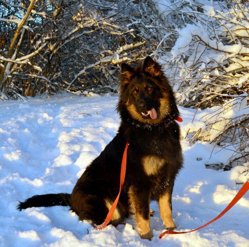 Dog Photo