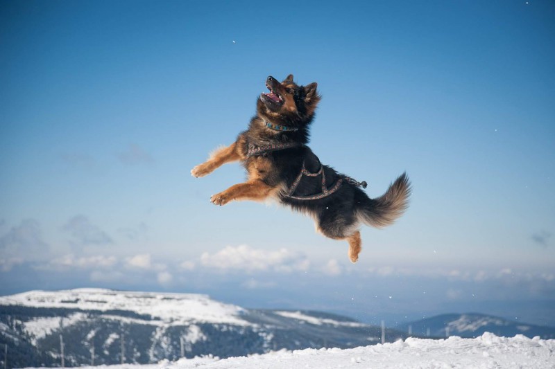 Dog Photo