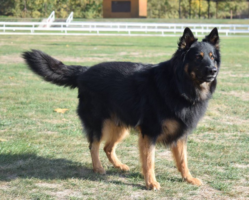 Dog Photo