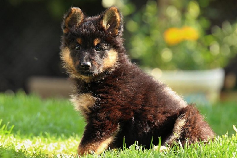 Dog Photo