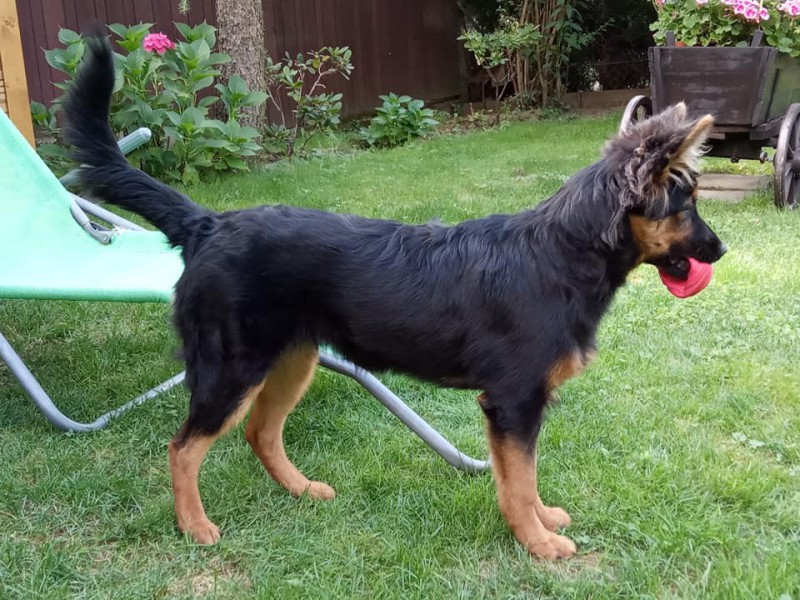 Dog Photo
