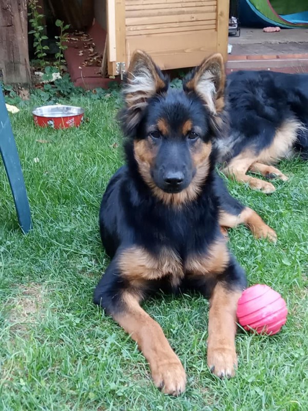 Dog Photo