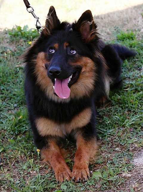 Dog Photo
