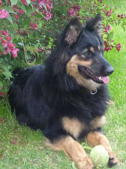 Dog Photo