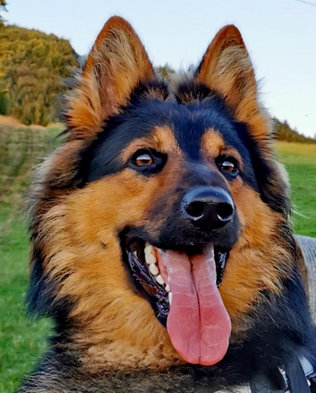 Dog Photo