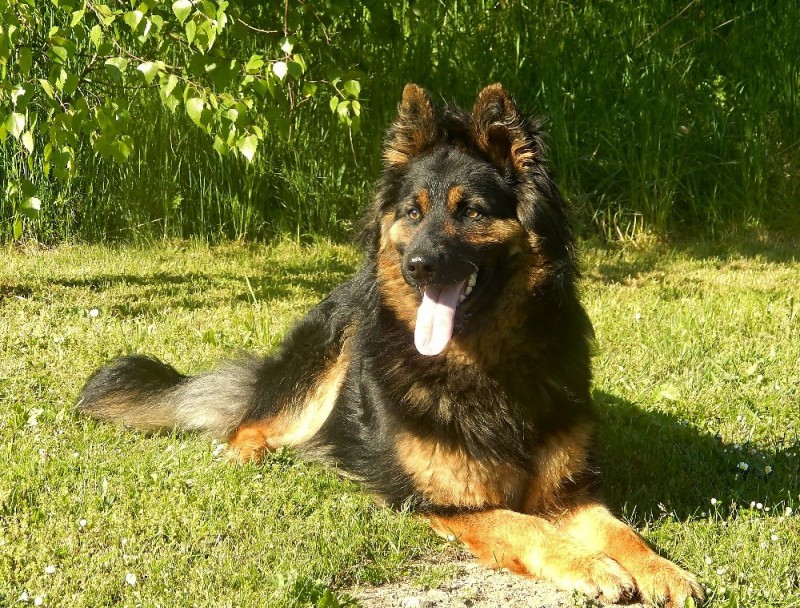 Dog Photo