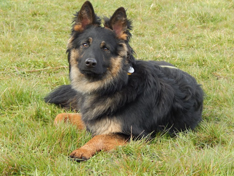 Dog Photo