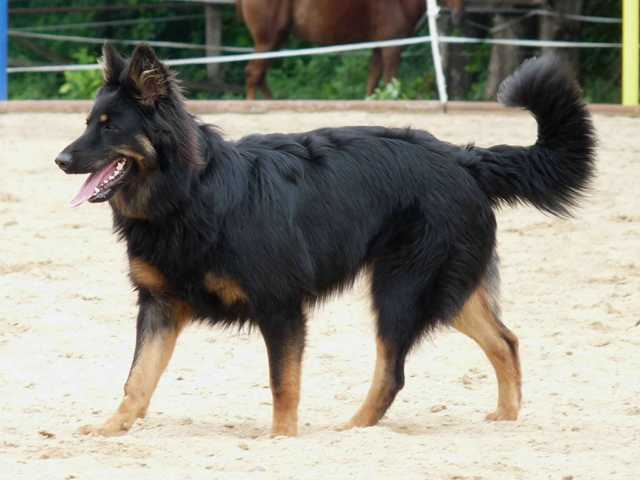Dog Photo