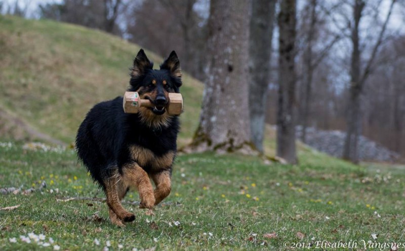 Dog Photo