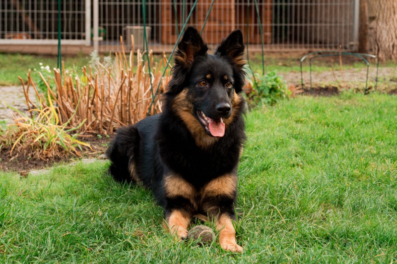 Dog Photo