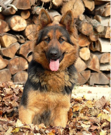 Dog Photo