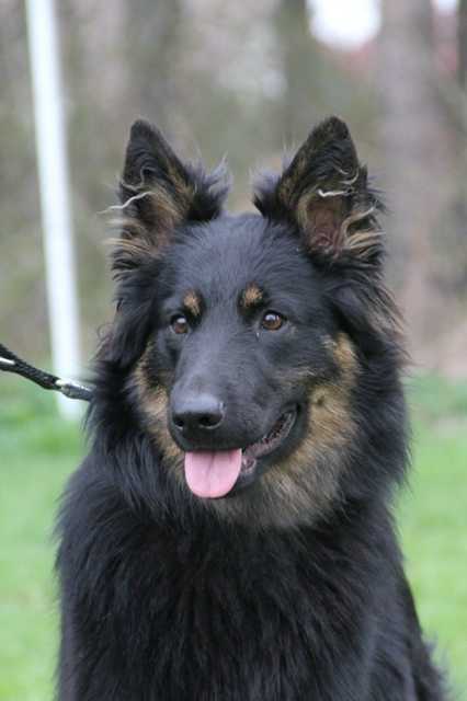 Dog Photo