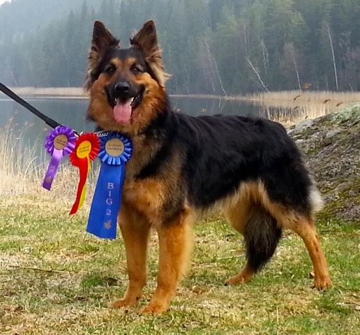 Dog Photo