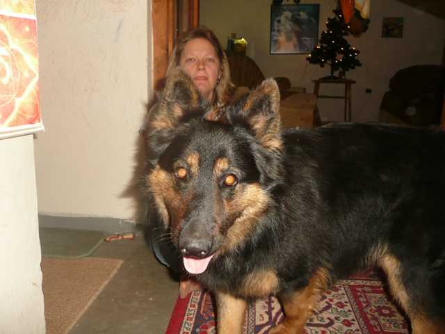 Dog Photo