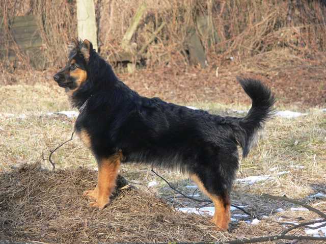 Dog Photo