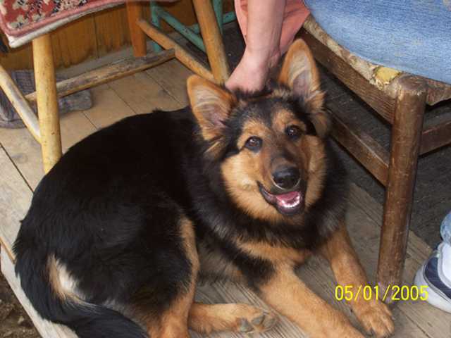 Dog Photo