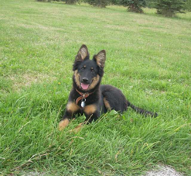 Dog Photo