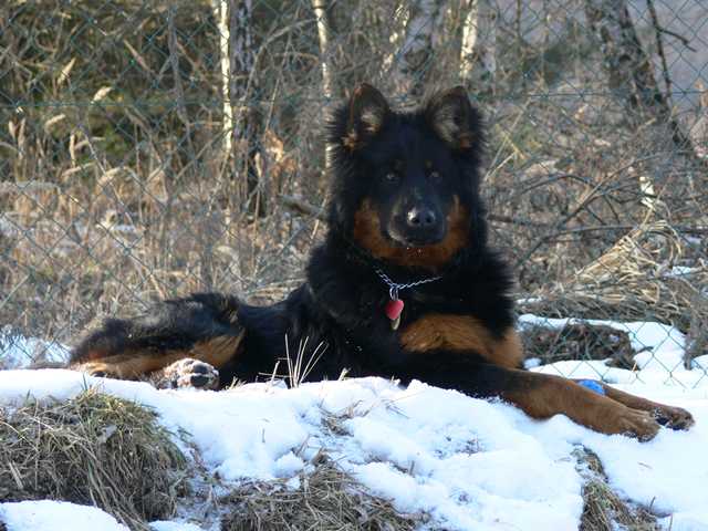 Dog Photo