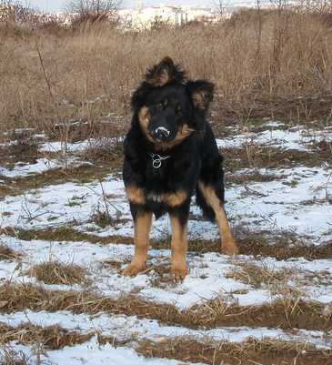 Dog Photo