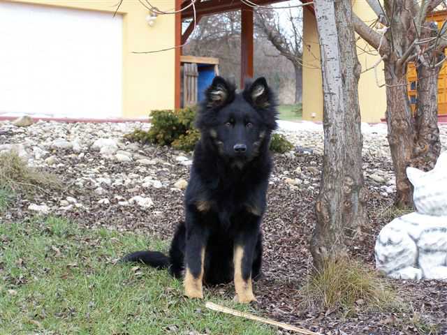 Dog Photo