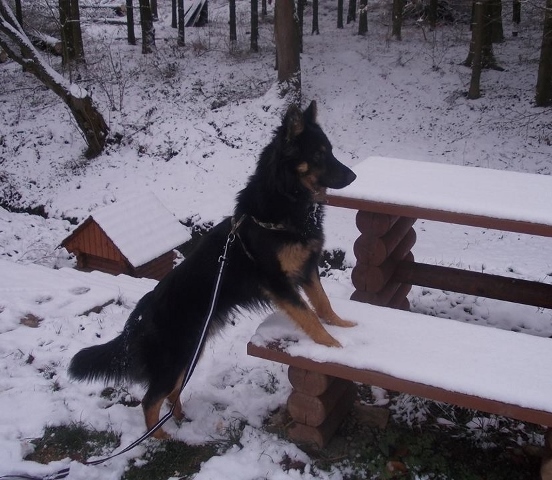 Dog Photo